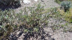 Eriodictyon trichocalyx lanatum