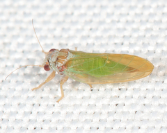 Psylla buxi