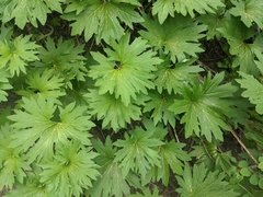 Cacaliopsis nardosmia