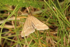 Pyrausta aerealis
