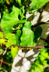 Coccinellinae