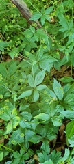 Sanicula canadensis