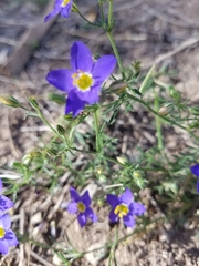 Giliastrum rigidulum