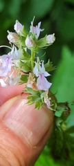 Teucrium canadense