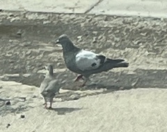 Columba livia domestica