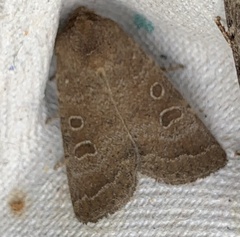 Hoplodrina octogenaria