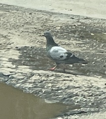 Columba livia domestica