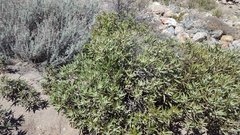 Eriodictyon trichocalyx lanatum