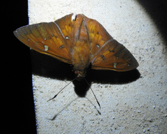 Dyscophellus porcius