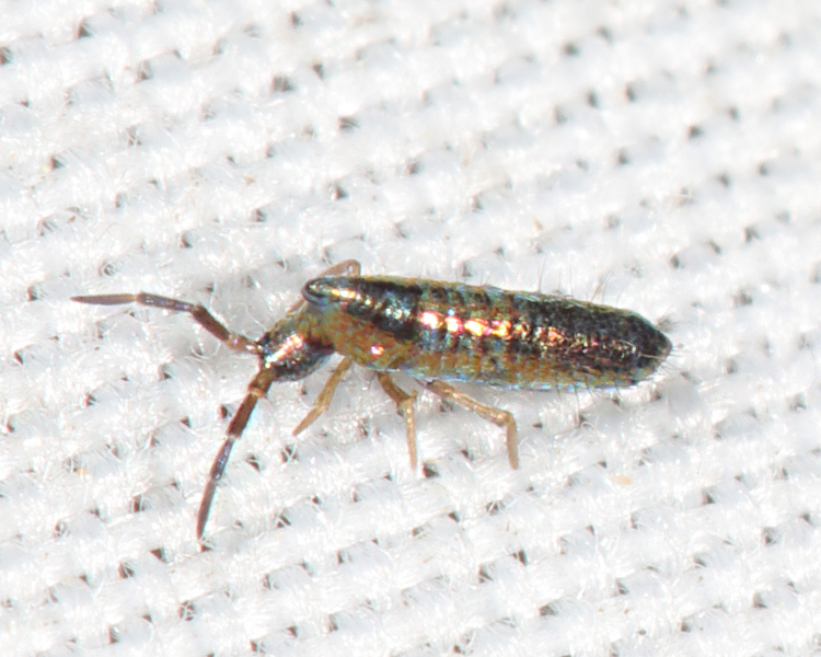 Lepidocyrtinae