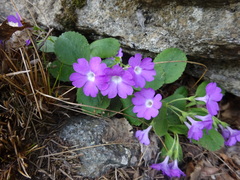 Primula hirsuta