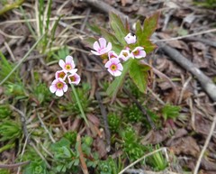 Androsace adfinis puberula
