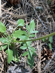 Valeriana arizonica