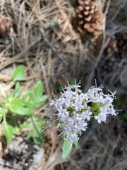 Valeriana arizonica