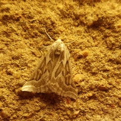 Plataea trilinearia