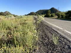 Asclepias subverticillata