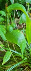 Polygonatum biflorum