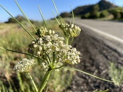 Asclepias subverticillata