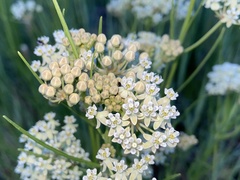 Asclepias subverticillata