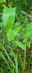 Polygonatum biflorum