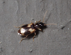 Lebia fuscata