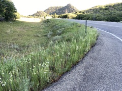 Asclepias subverticillata