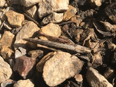 Schistocerca nitens