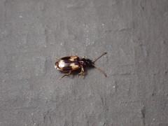 Lebia fuscata