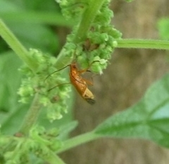 Rhagonycha fulva