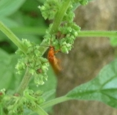 Rhagonycha fulva
