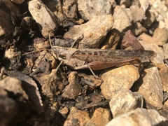 Schistocerca nitens
