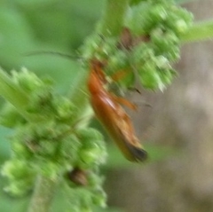 Rhagonycha fulva