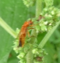 Rhagonycha fulva