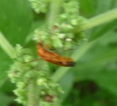 Rhagonycha fulva