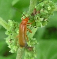 Rhagonycha fulva