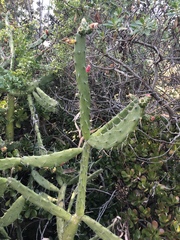 Opuntia auberi