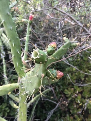 Opuntia auberi