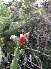 Opuntia auberi