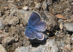 Cyaniris semiargus