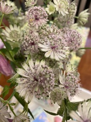Astrantia
