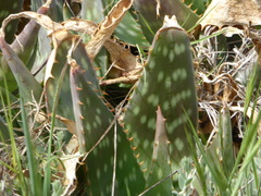 Aloe maculata