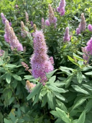 Spiraea salicifolia
