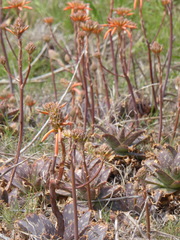 Aloe maculata