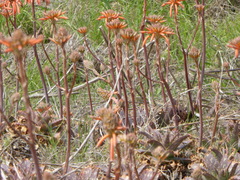 Aloe maculata