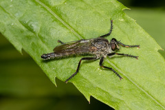 Machimus notatus