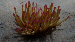 Condylactis aurantiaca