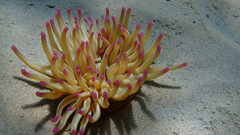 Condylactis aurantiaca