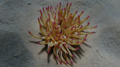 Condylactis aurantiaca