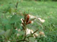 Rhagonycha fulva