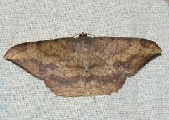 Luxiaria amasa